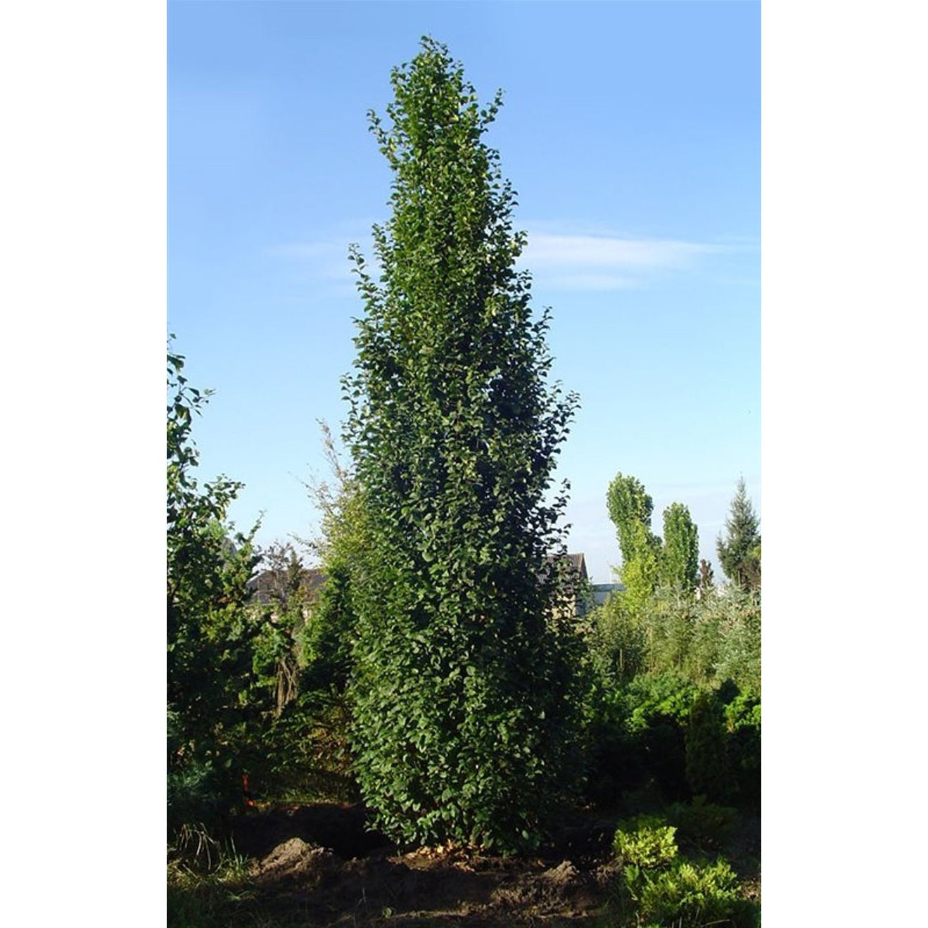 Avenbok – Carpinus betulus 'Lucas' - C35 10/12 Feathered